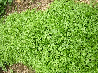 DSCN1253.jpg