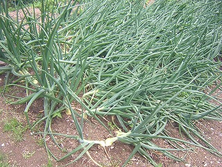 DSCN1254.jpg
