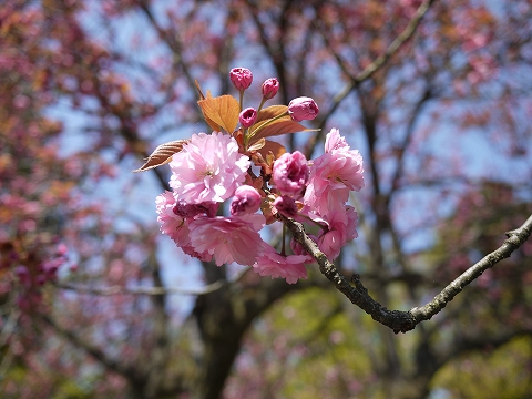 ikarashi100505_2.jpg