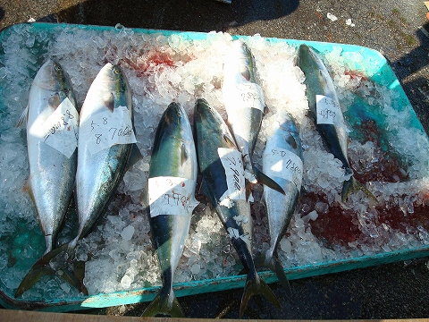 kanburi2008_3.jpg