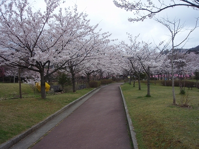 manosakura.jpg