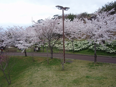 manosakura2.jpg