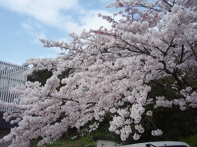 manosakura4.jpg
