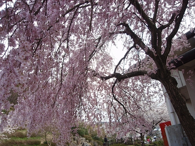 manosakura5.jpg