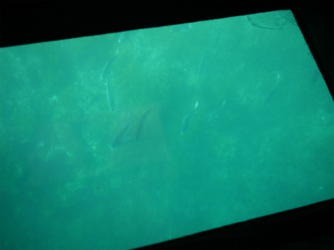 shark4.jpg