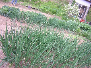 tamanegi.jpg